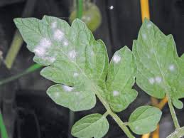We did not find results for: Vanliga Sjukdomar Hos Tomater Och Deras Behandling Behandling Av Tomatplantor Fran Sjukdomar En Lista Over Sjukdomar Med Kontrollmetoder