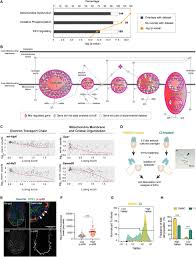 Mitochondria are called the 'powerhouse of the cell'. Differences In Mitochondrial Activity Trigger Cell Competition During Early Mouse Development Biorxiv