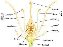 Flower Parts Of A Flower Angiosperm Morphology Flower Parts Of A Flower Flowers Biology Notes