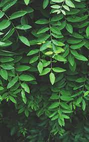 We've gathered more than 5 million images uploaded by our users and sorted them by the most popular ones. Free Download Leaf Wallpaper Green Aesthetic Nature Aesthetic Green 1080x1920 For Your Desktop Mobile Tablet Explore 34 Wallpaper Aesthetic Green Wallpaper Aesthetic Green Aesthetic Green Pc Wallpapers Aesthetic Wallpaper