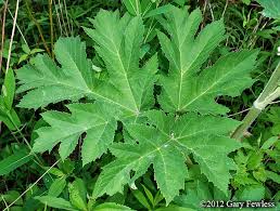 Image result for Heracleum