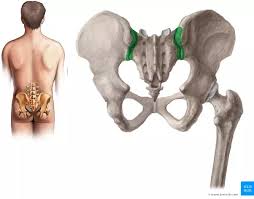 It's also often involved in lower back pain since trigger. Why Do People Have Two Dimples On Their Lower Back Quora