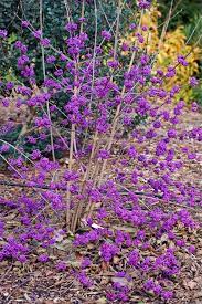 Vor allem rote beeren sehen im winter sehr schön aus und sind eine tolle weihnachtsdeko. Liebesperlenstrauch Pflanzen Und Pflegen Mein Schoner Garten