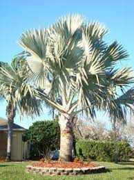 The bismarck palm is also known as bismark palm, bismarckia palm, nobilis palm. Xl Madagascar Blue Bismarck Palm Tree Bismarckia Nobilis Palm Tree Types Palm Trees Madagascar Palm