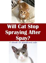 15 Captivating Cat Stop Spraying After Being Neutered De 8