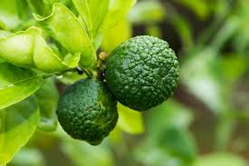 The green lime fruit is distinguished by its bumpy exterior and its small size (approx. Exotic Citrus Varieties To Grow Indoors Hgtv