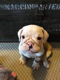 We did not find results for: Meet My Beautiful 9 Week Old English Bully Maggie My Very First One I M So In Love Englishbulldog