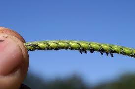 Image result for Urochloa eminii