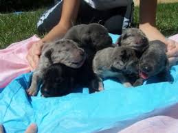 But its huge size means it isn't right for every family. Great Dane Puppies For Sale
