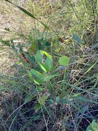 Image result for Smilax anceps