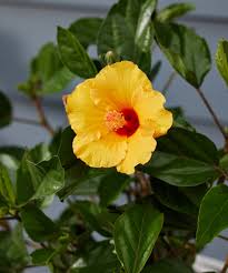 Image result for Hibiscus