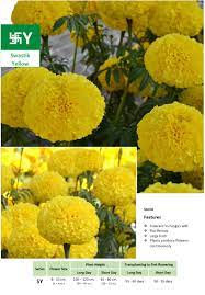 Pin On Best Marigold Flowers