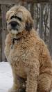Saint Berdoodle Puppies - Prize Poodles and Doodles