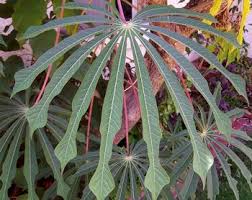 Image result for Manihot grahamii