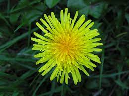 Dandelion Flowers Information Dandelion Flower Dandelion Flowers