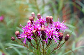 Image result for Vernonia sutherlandii