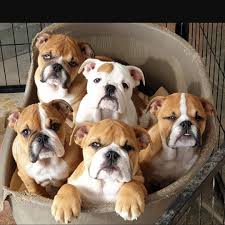 You can find old english bulldog puppies priced from $800 usd to $9660 usd with one of our credible breeders. Old English Bulldogge Puppies