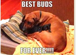 This Is Sizzle The Dachund And His Best Bud Razor The Ridgeback Puppy Love Dog Cat Dog Life