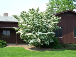 Image result for Cornus