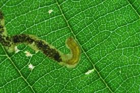 Image result for Stigmella freyella