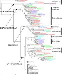 Image result for Craspedorhachis