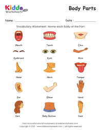 free printable body parts worksheet worksheet kiddoworksheets