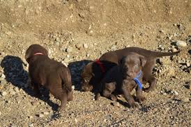 With their friendly attitude, love for people, and great relationship with children, the labrador retriever remains one of the most popular breeds in the world. Chocolate Lab Blue Eyes Puppies For Sale