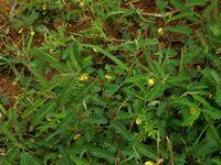 Image result for Chamaecrista zambesica