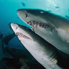 Sand Tiger Shark National Geographic