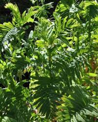 Image result for Sium repandum