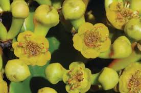 Image result for Ochna richardsiae