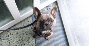 Area, you can find adoptable cats at local petco stores or in foster homes near you. 10 Tips For Being A Good Dog Foster Parent Diamond Pet Foods