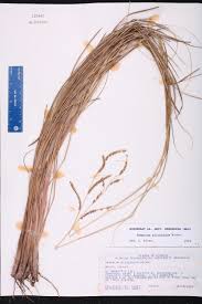 Image result for Paspalum plicatulum