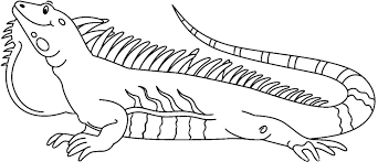 Twelve animals are available, including a bat, butterfly, dragonfly, elephant, fox, iguana, owl, raccoon, rhino, turtle, hermit crab and snail. Lizard Coloring Pages 100 Pictures Free Printable
