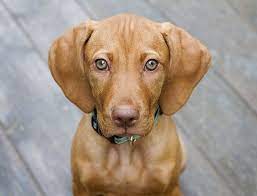 Me Sophie Me Cute Vizsla Dogs Vizsla Puppies Vizsla Dog Breed