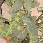 Image result for Laggera crispata