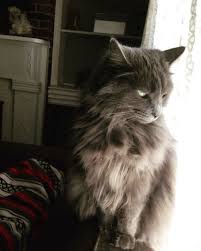 My Beautiful Rescued Nebelung I Think She S The Most Beautiful Cat Ever
