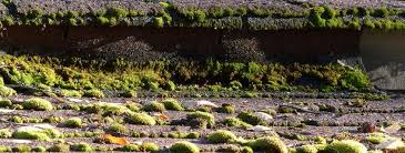 Moss has the ability to damage your roof's integrity greatly. Cleaning Your Roof By Yourself Is A Bad Idea Rooftop Services Llc