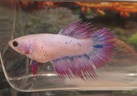 Check out our crowntail betta selection for the very best in unique or custom, handmade pieces from our shops. Purple Cambodian Crowntail Female Betta Rena S Fish Store Facebook