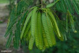 Kami katakan beristri karena peruntukan bawang putih tunggal ini hanya boleh dipakai khusus tujuan hubungan dengan istri atau. Ulam Ulaman Petai Belalang Dan Khasiatnya Pokok Facebook