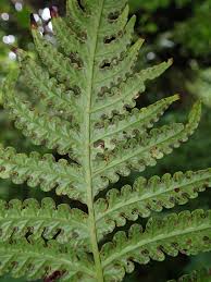 Image result for Lonchitis