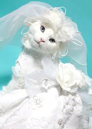 Here Come The Cats Bye Bye Bitters Cats Cat Wedding Cute Animals