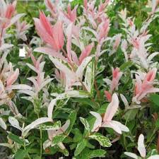 saule hakuro nishiki arbuste plante jardin jardins