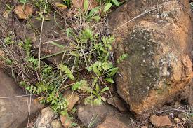 Image result for Berula thunbergii