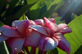 Plumeria flowers red paint vegetable garden container gardening bud garden landscaping planting flowers roots exotic. Photography Tips Plumeria Care