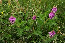 Image result for Hedysarum