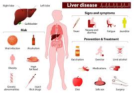 The liver is the largest organ in the body, filling the upper right abdomen under the rib cage. 10 Symptoms Of Liver Cancer Early Collegenp