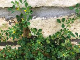 Image result for Medicago polymorpha