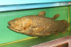 Image result for Coelachyrum