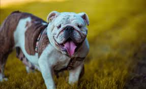 He is 4 years old and loves to eat anything except dog food, i have tried so many types. How Much Should I Feed My English Bulldog Puppy Dogcrib